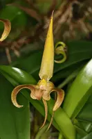 Bulbophyllum lobbii
