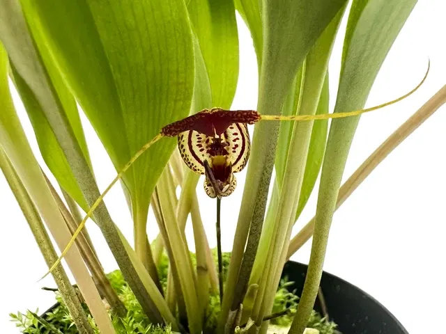 Scaphosepalum swertiifolium (Scaphosepalum)