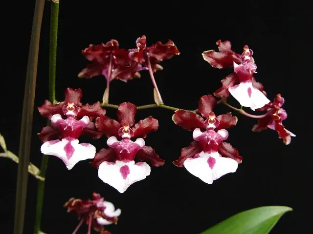 Oncidium Sharry Baby (Oncidium)