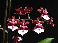 Oncidium Sharry Baby (S) — Red Fantasy