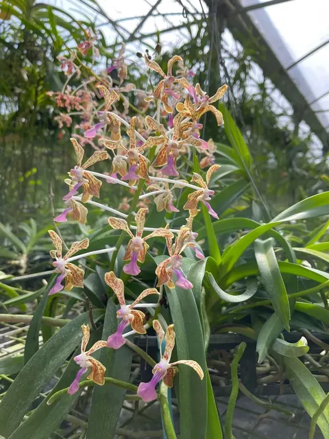 Vanda Jeanne et Marius Vidon (Vanda)