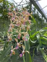 V. Jeanne et Marius Vidon (V. liouvillei x V. lamellata var. boxallii)