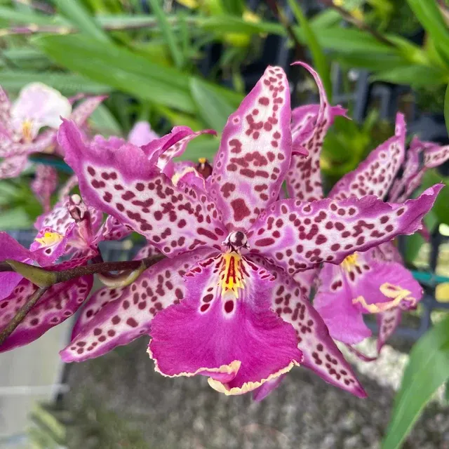 Beallara Memoria Donald Yamada (Beallara)