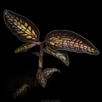 Cystorchis stenoglossa
