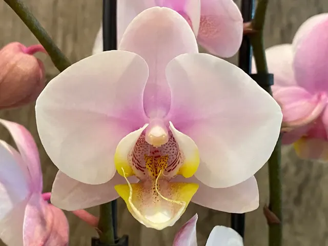 Phalaenopsis Sweet Day