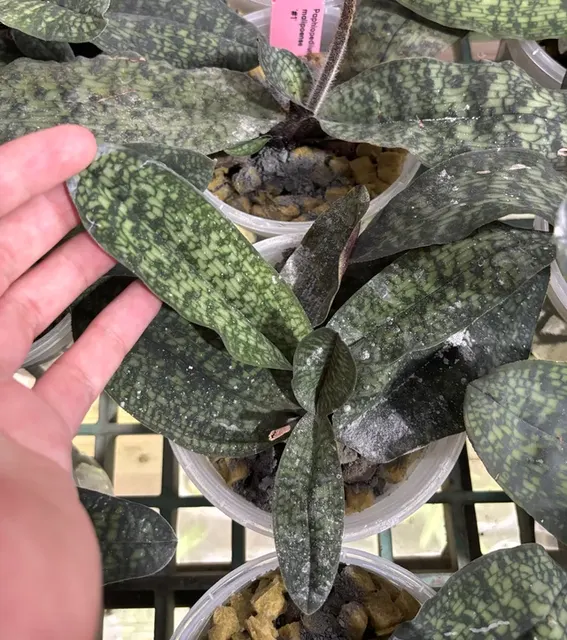 Paphiopedilum malipoense (Paphiopedilum)