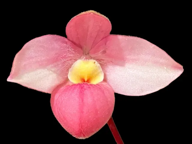 Phragmipedium QF Maka’ala