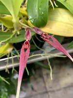 Bulbophyllum biflorum ‘Elite’s 1st’