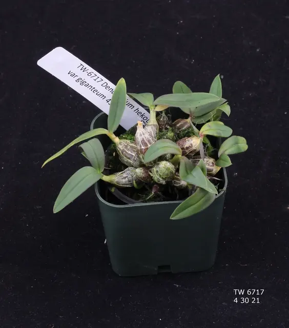 Dendrobium hekouense var giganteum (Dendrobium)
