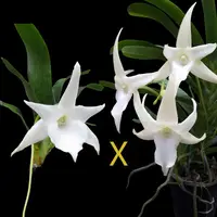 Angraecum Lai's Star (sesquipedale x Lemforde White Beauty)
