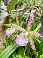 Bc Spotted Clown | SapphireChild Orchids