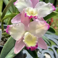 [Bare-root][New] #CA# #Mini Cat# Cattleya Cherry Bee 'Happy Field' 櫻花小丸子 [2.8 BS][Sept in stock 26]