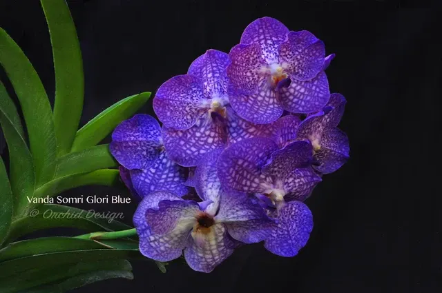 Vanda Somsri Glory – Non-Stop Bloomer 'Blue'