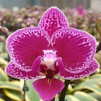 Phalaenopsis Chia E Yenlin (variegata) variegated 2.5"