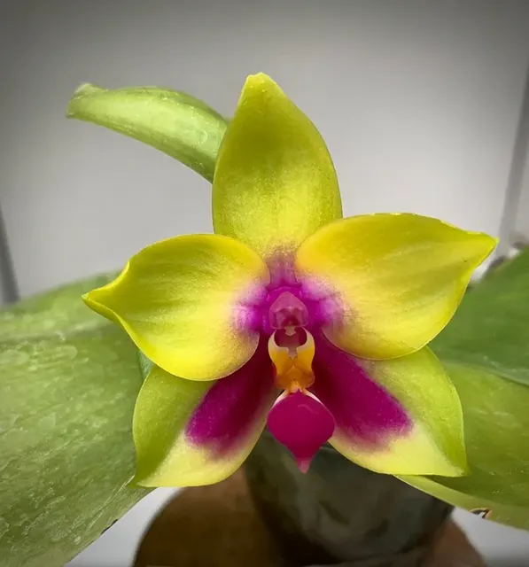 Phalaenopsis x