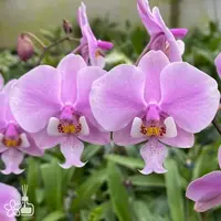 [Bare-root] Phal. schilleriana, silver leaves 銀葉 [2.4 BS][Aug in stock 26]