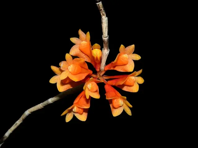 Dendrobium subclausum hanging type x dark (Dendrobium)