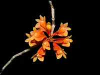 Dendrobium subclausum hanging type x dark