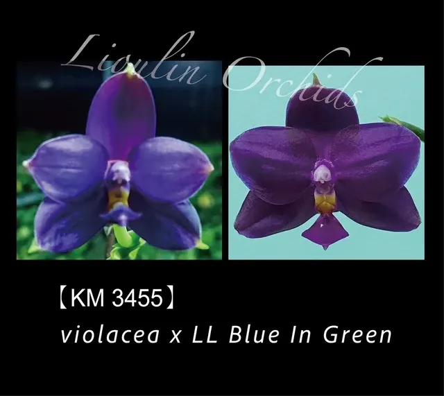 Phalaenopsis violacea x LL Blue In Green (Phalaenopsis)