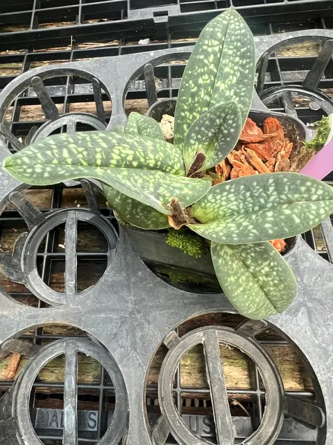 Paphiopedilum Magic Lantern