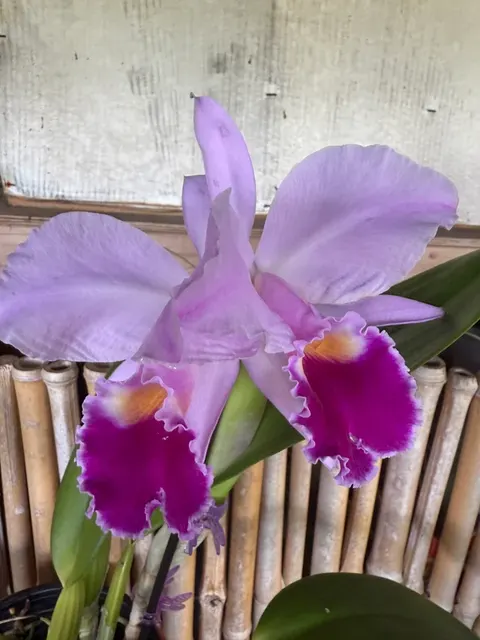 Cattleya jemanii v alba x 'Blue' (Cattleya)