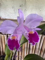 C. jemanii v. alba x C. trianae v. coerulea 'Blue' — Not Currently In Bloom or Spike