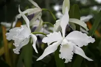 Cattleya lobata alba