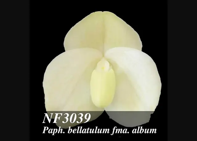Paphiopedilum bellatulum fma album ', Note: Amazing Strain'