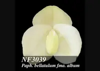 Paph. bellatulum fma. album ', Note: Amazing Strain'
