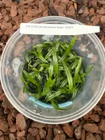 FLASK Dendrobium lowii