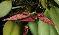 Bulbophyllum mirum