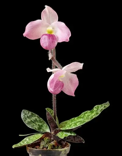 Paphiopedilum vietnamese 'Twin' (Paphiopedilum)