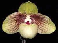 Paphiopedilum SHUN-FA GOLDEN (malipoense x hangianum)