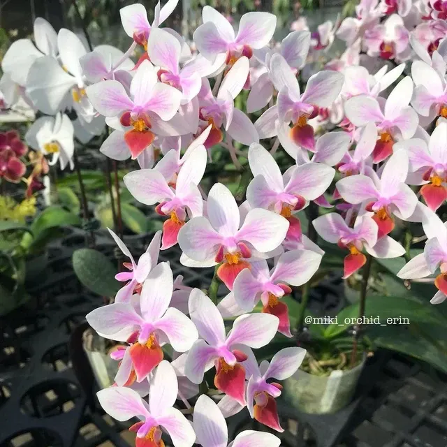 Phalaenopsis intermedia 'Orange'