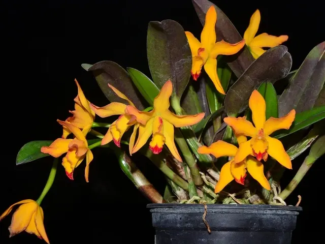 Cattleya Beaufort (Cattleya)