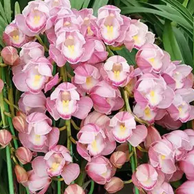 Cymbidium Pink Heart (Cymbidium)