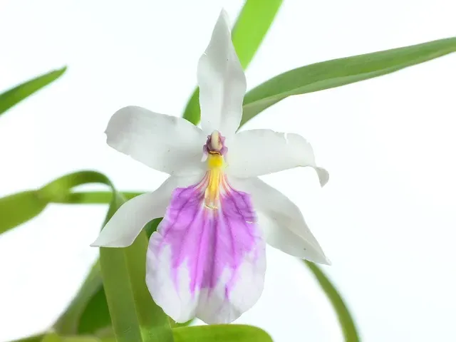 Miltonia spectabilis f semialba (Miltonia)