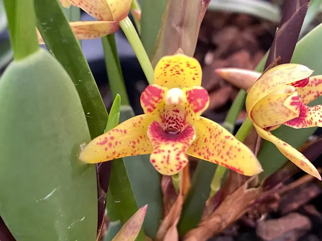 Maxillaria Memoria Ben Berliner 'Yellow Cape'