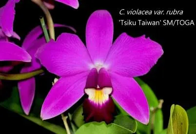 Cattleya violacea 'Tsiku Taiwan'