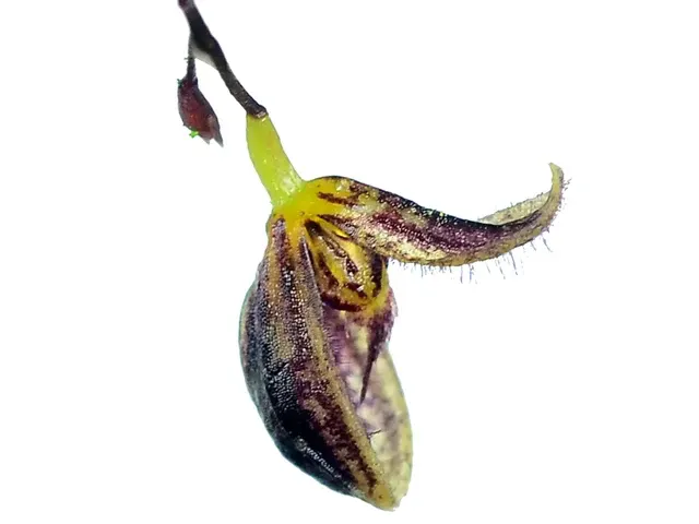 Stelis trichostoma (Stelis)