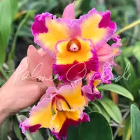 Rlc. Dick Smith 'Paradise' — Palmer Orchids