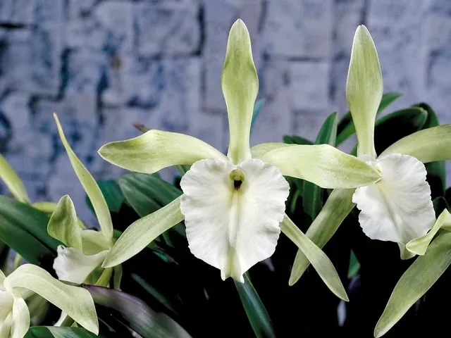 Rhyncholaelia glauca 'Isabel' (Rhyncholaelia)