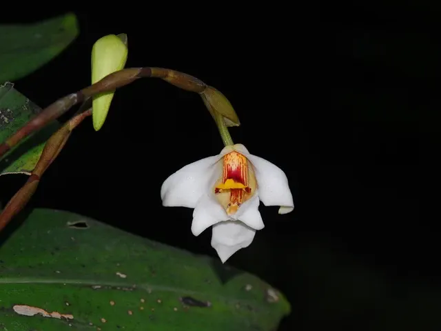 Maxillaria nutans (Maxillaria)