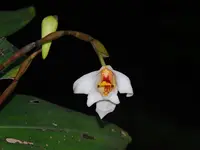 Maxillaria nutans