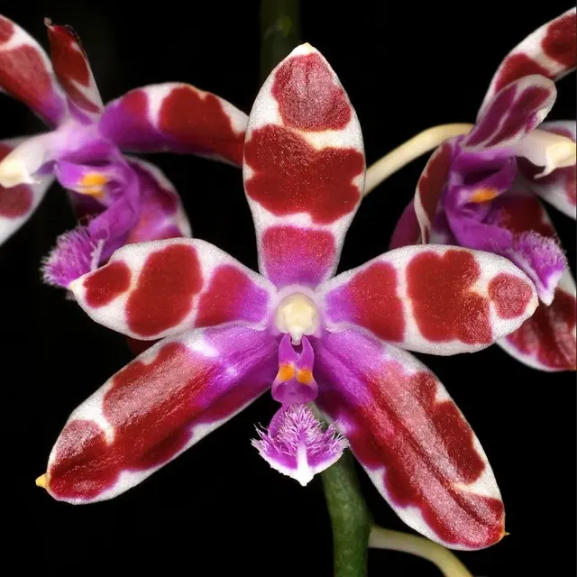 Phalaenopsis mariae parfumata