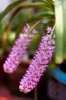 Rhynchostylis Retusa