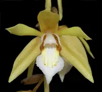 Coelogyne rochussenii