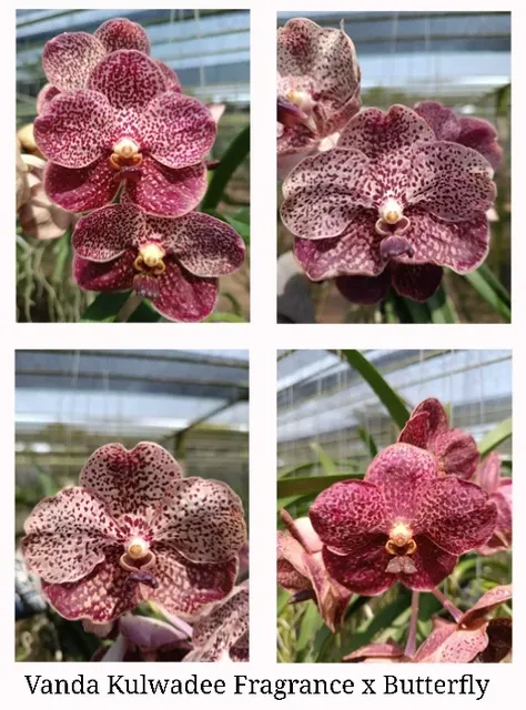 Vanda Kulwadee Fragrance x Butterfly