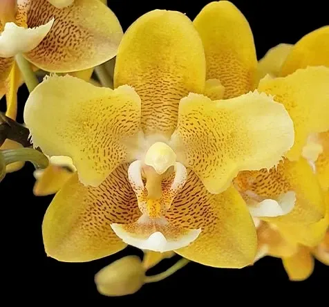Phalaenopsis KS Balm Chocolate '82eyes'