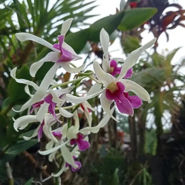 Dendrobium Meesangnil x Steatiotes